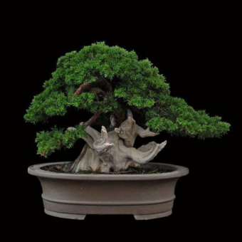 ������ ������������ 40��