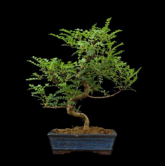 ������������ ������ �����������