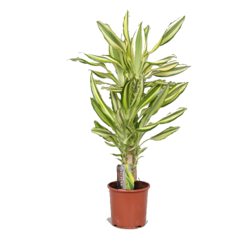 ������� ������ ���� 45/11