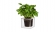 BOSKKE CUBE, SMALL