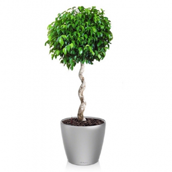 ����� ���������� �������� ������� + CLASSICO LS 35