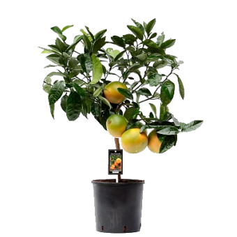 ��������������� �������� ����� 45/19