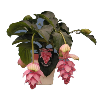 �������� J ADORE DOLCE VITA 50/17