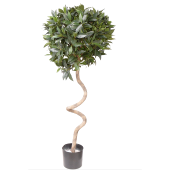 ���� ����� ������� 145/32