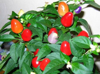 �������� (�����) ���� 35/17