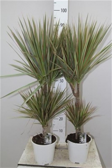 ������� ��������� �������� 160/32