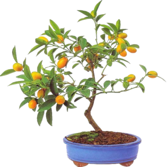 ������ ������������ ������