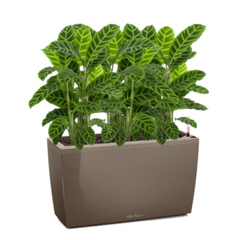 ������� ��������� + CARARO