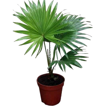 ��������� ������������ 40/12