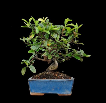 ������ ��������� 15�� �������