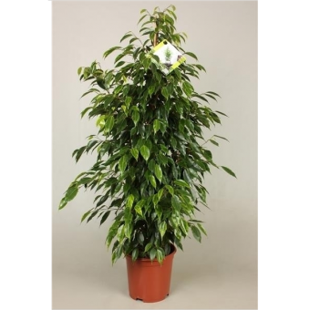 ����� ���������� ��������� 70/17 (prof)