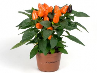 �������� (�����) ����� 20/10