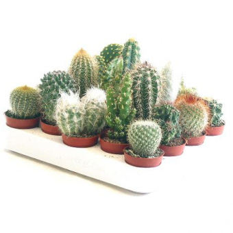 ������ ���� 15/13