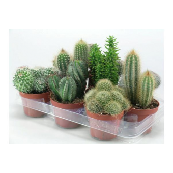 ���� � ������� 15/8