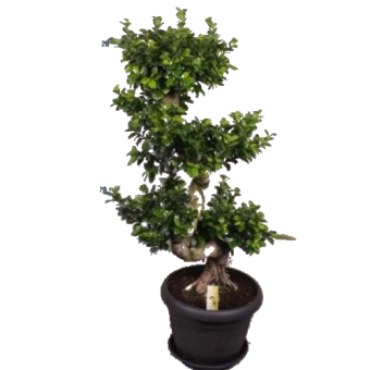 ������ ����� ���������� 120��