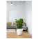������ ��� Lechuza Classico � Quadro