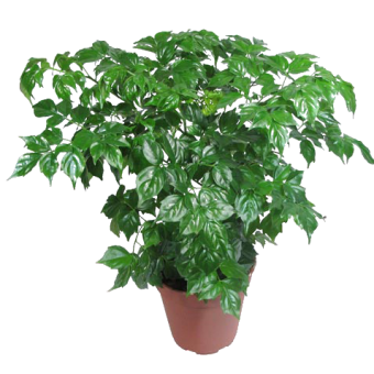 ����������� 25/12 (prof)