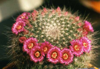 ��������� 35/17