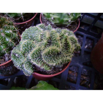 ������ �������� 15/12