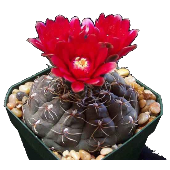 ������������� 15/5