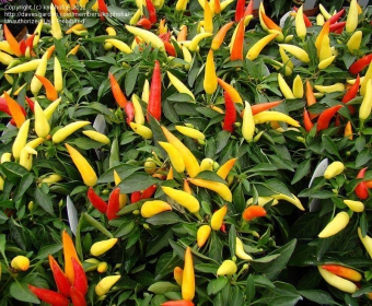 �������� (�����) ������ 30/25