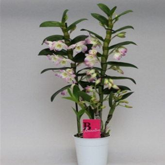 ������� ���������� ��������� �����