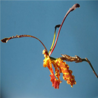 ������� ��������� ��������