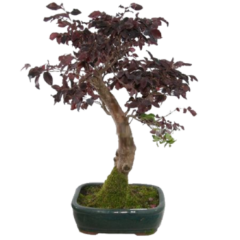 ������������ ������ ����������� 60��