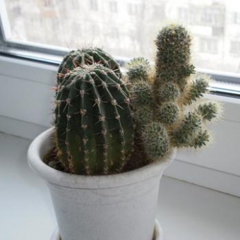 ������ ������ 65/19