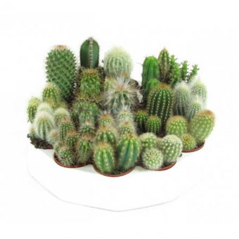 ������ ���� 15/8