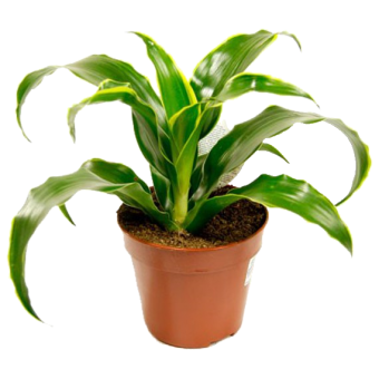 ������� ������ 25/12