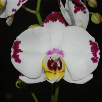 ������� ���������� ������� ����