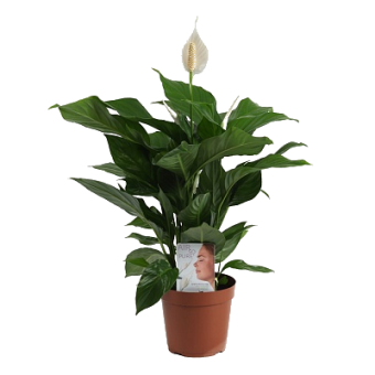 ����������� ���� �������� 100/24