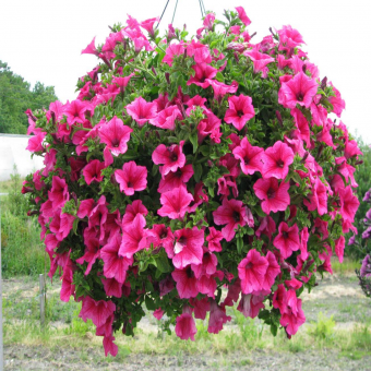 ��� ���� (����) 40/23