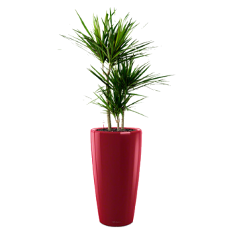 ������� ��������� + RONDO 32