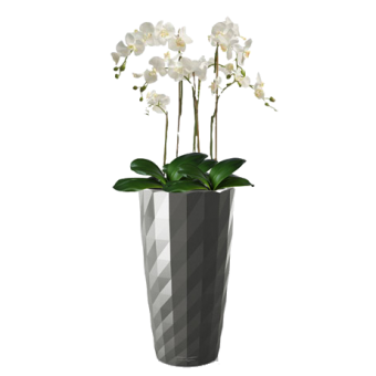 ������� ���������� + DIAMANTE 40