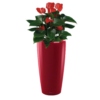 �������� ��������� ������� + ����� RONDO 32