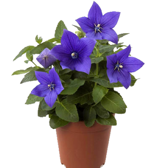 ���������� ����������� ��� 20/12