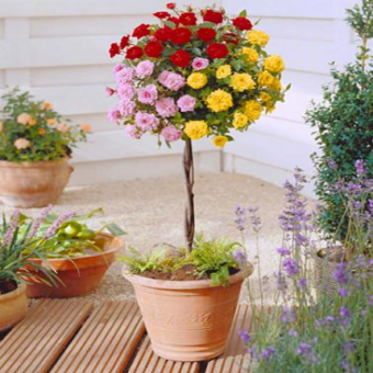 �� ������ 100/24