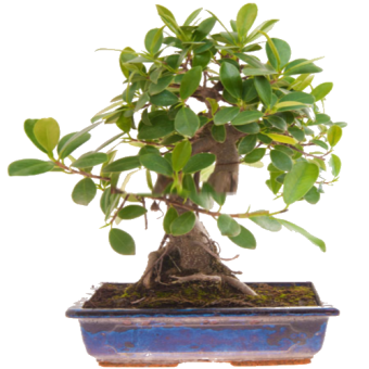 ������������ ������ ����� ����� 40��