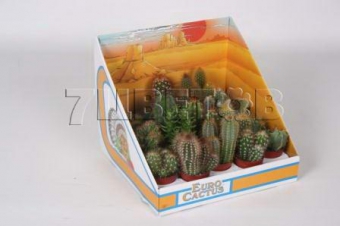 ���� � ������� 10/5