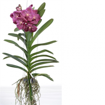 ������� ����� ��������� ���������