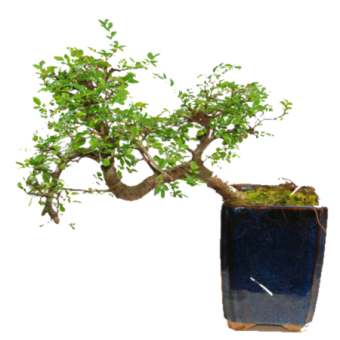 ������������ ������ ��� ��������� 40��