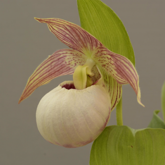 ������� ����������� ������