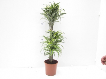 ������� �������� 30/12