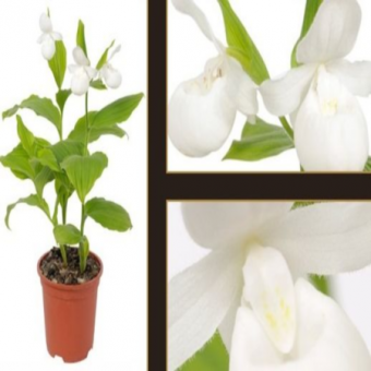 ������� ����������� ������ �����