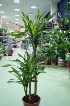 ������� ���� ����� ����� 40/12