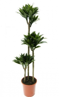 ������� �������� ����. 95/27