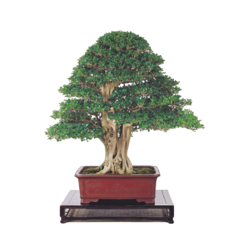 ������ ������� 40�� �������