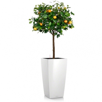 ��������������� ���������� + CUBICO 40